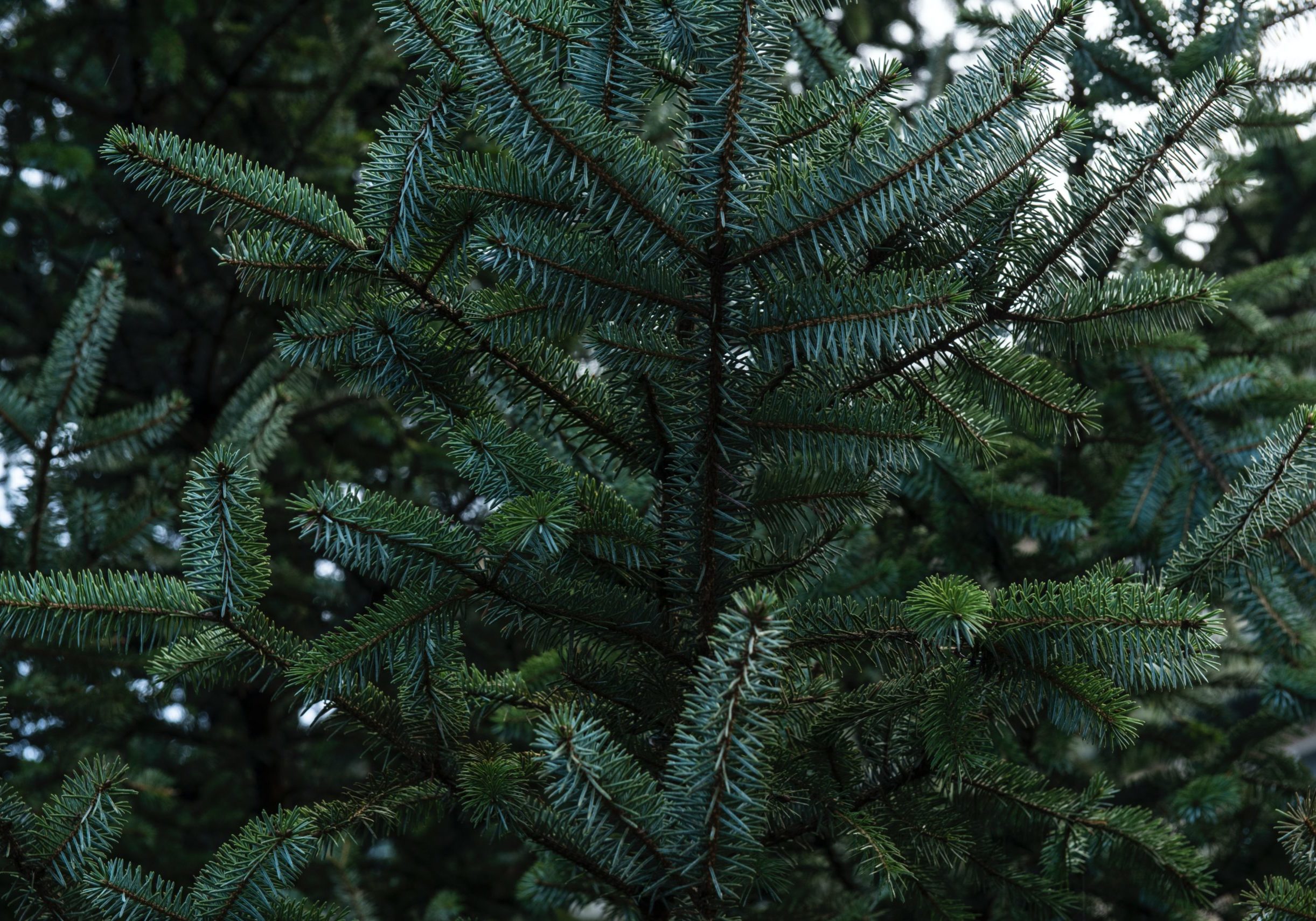 joanna-kosinska-jQDj0ipU8SY-unsplash joanna-kosinska-jQDj0ipU8SY-unsplash
